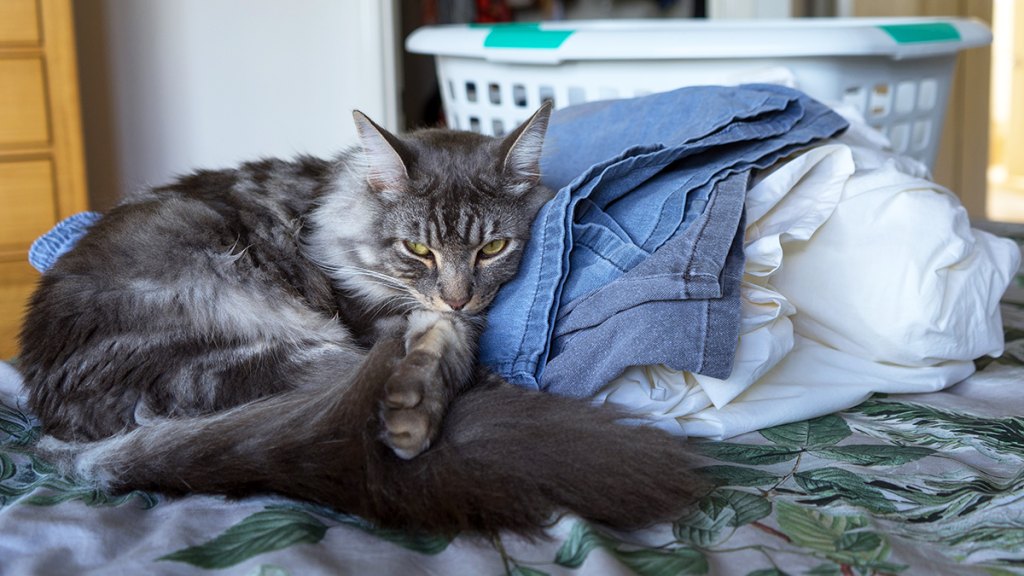 Gray cat sleeping on folded laundry