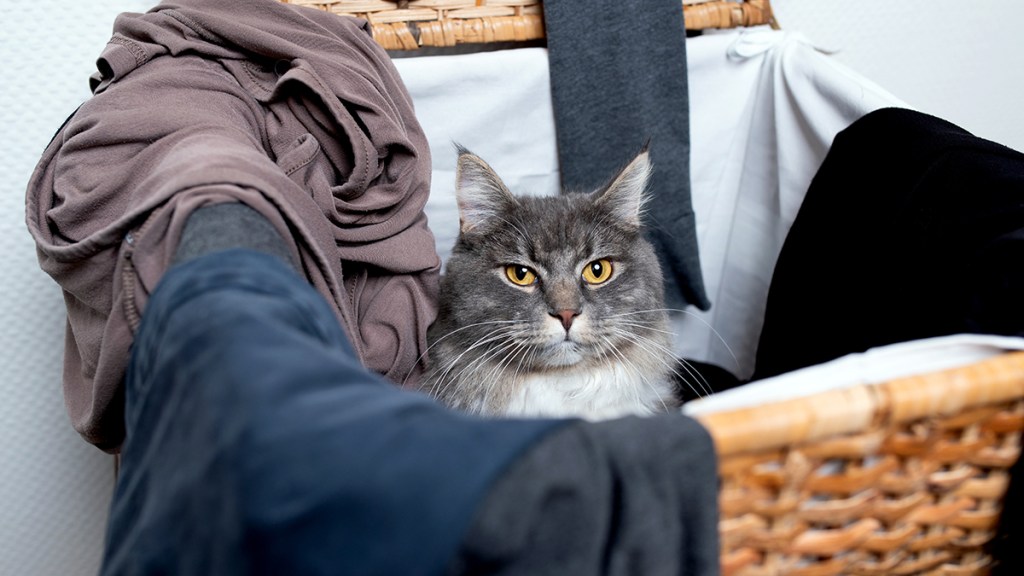 Gray and white cat in laundry hamper