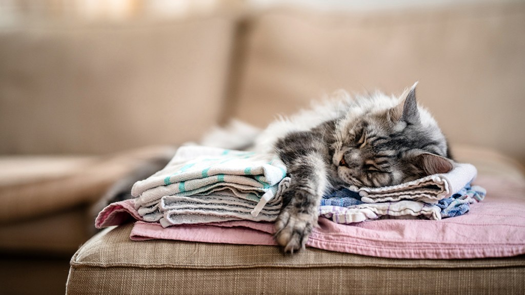 Gray cat sleeping on folded laundry