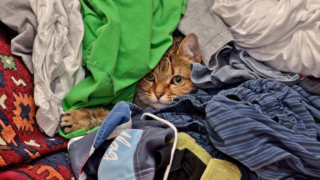Tabby cat's head poking out of pile of clothes