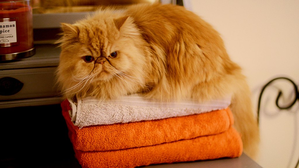 Fluffy orange cat on freshly folded towels