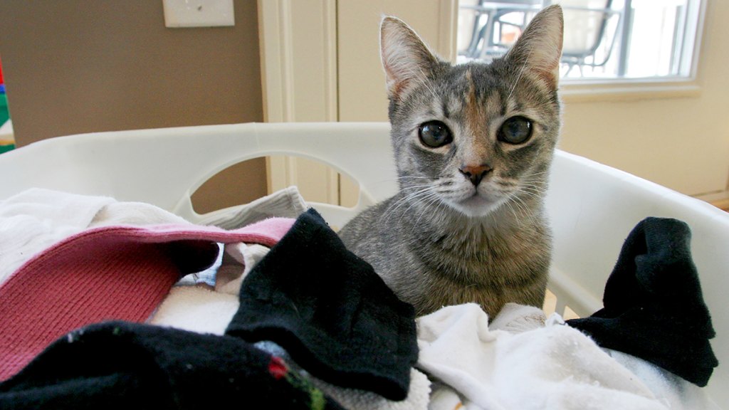 Gray cat in laundry hamper