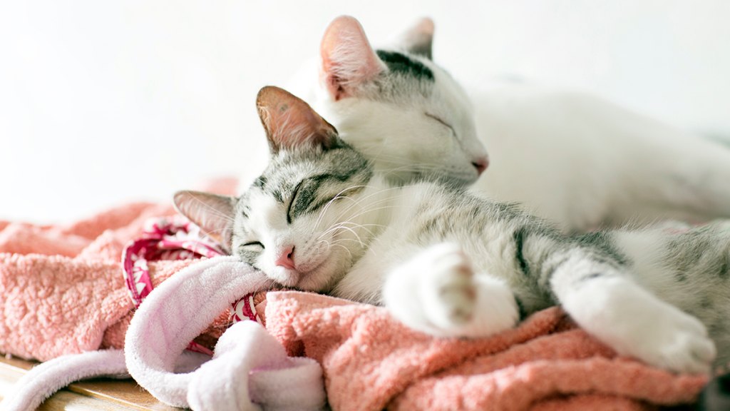 Two white and gray cats on clothes