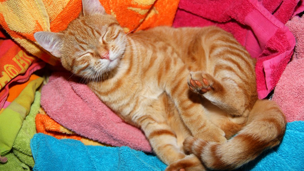 Orange cat on pile of bright clothes