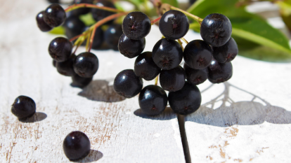 chokeberry-fruit-lower-blood-pressure-cellulite