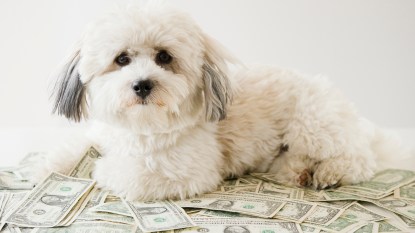 cute white dog sitting on a pile of dollar bills