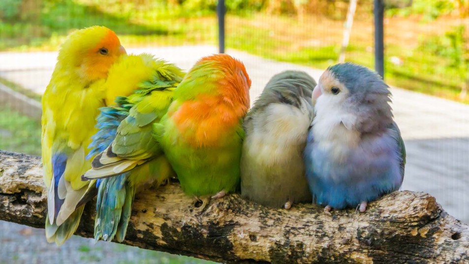 cuddly family of parakeets sitting close together on a branch