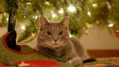 A cat laying under a tree after knowing how to keep cats out of Christmas trees