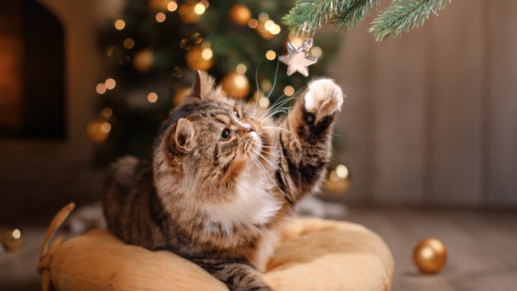 A cat playing with a Christmas ornament 
