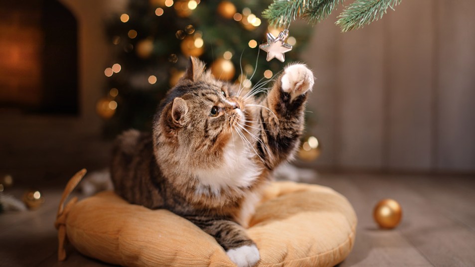 A cat batting an ornament which is why you want to keep cats out of Christmas trees
