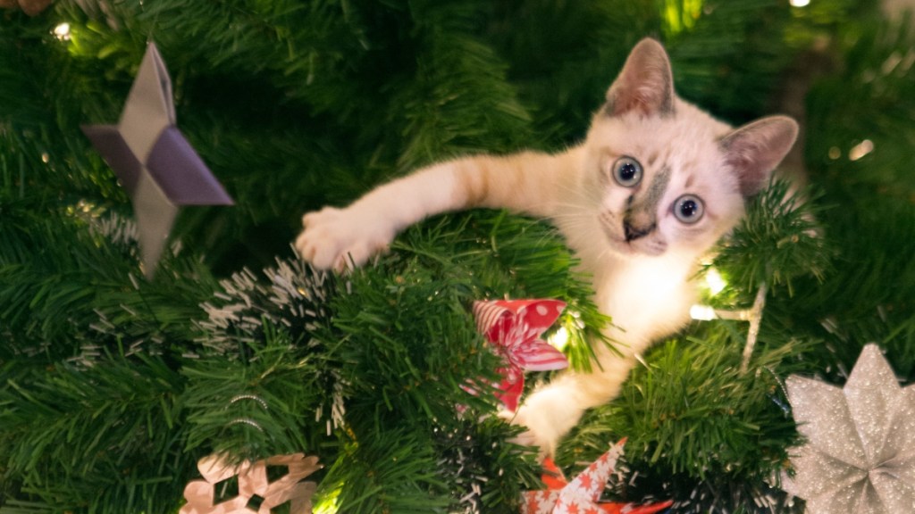 A cat climbing a Christmas tree: how to keep cats out of christmas tree