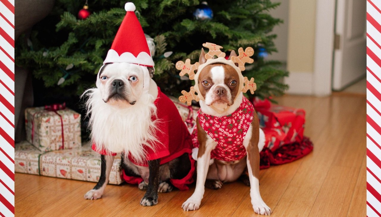 images of dogs dressed up for christmas 25 Pets All Dressed Up For Christmas