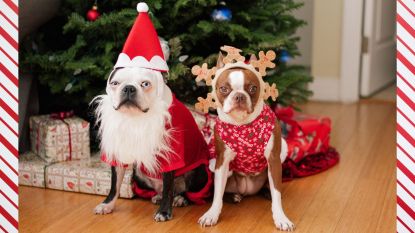 dogs dressed up for Christmas