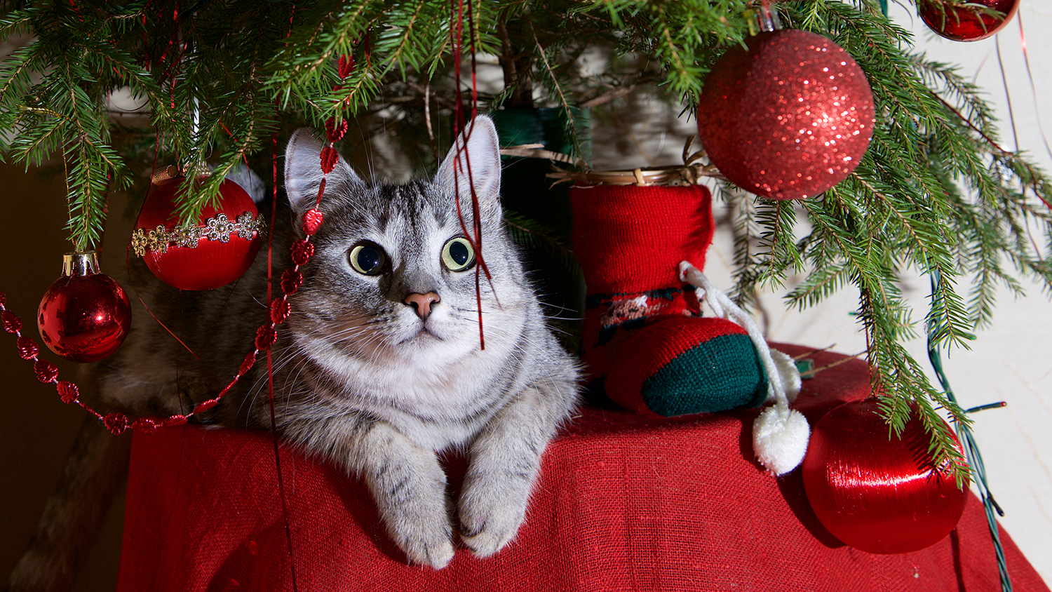 How to Keep Cats Out of Your Christmas Tree Woman's World