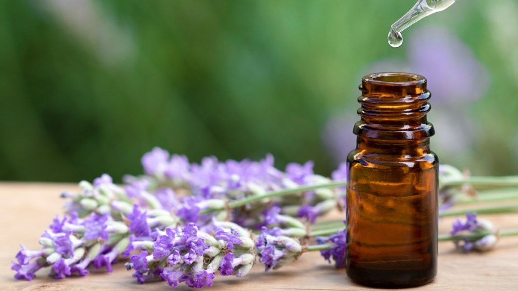 Bottle of lavender oil and lavender plant