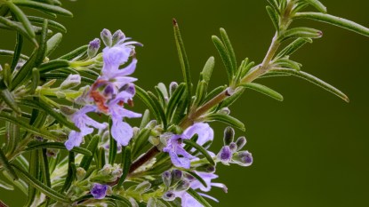 fresh rosemary and purple rosemary flowers blooming against a green background