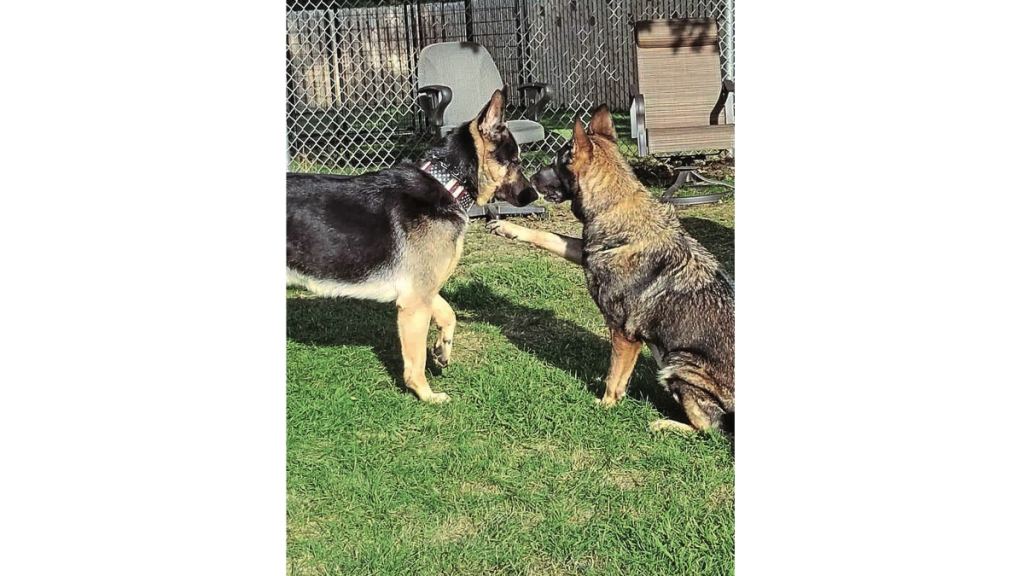 Canine veterans Inga and Ruger, meeting for the first time