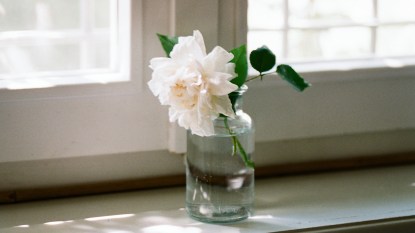 fresh rose in jar on windowsill