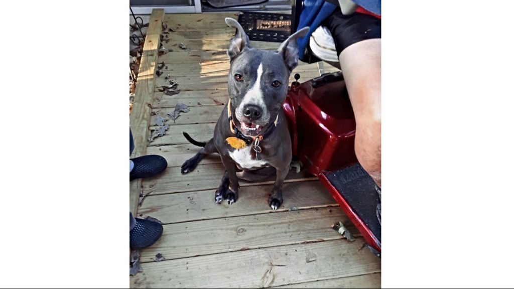 Close Up of Sue, the Hero Dog