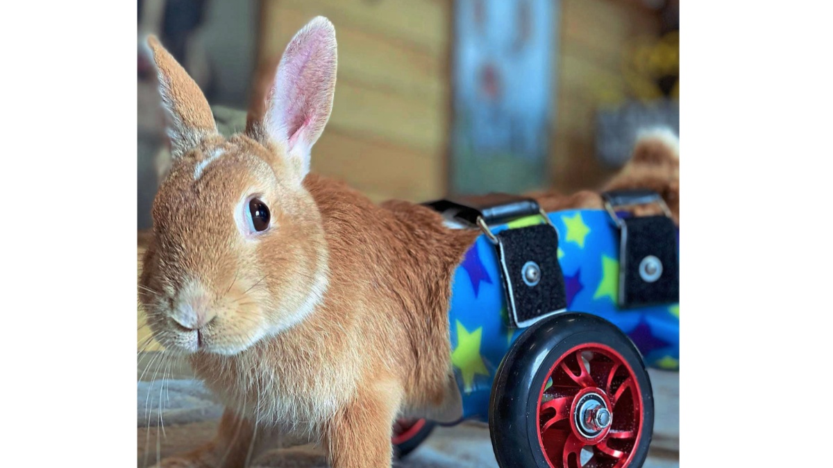 bunny with prosthesis, bunny on wheels