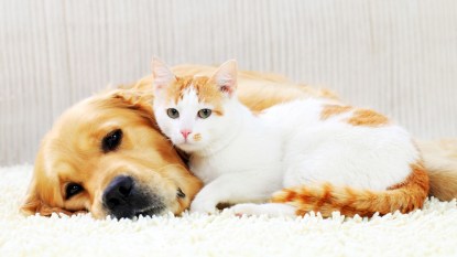 cute cat and dog lying on top of one another on a white mat