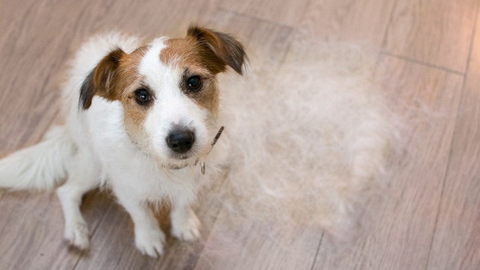 cute dog with pile of shedded fur beside it, spring cleaning tips concept