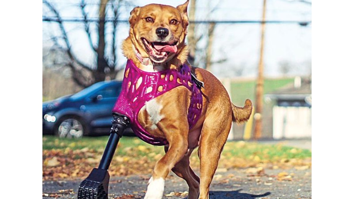 dog with a prosthesis, one of Derrick's patients