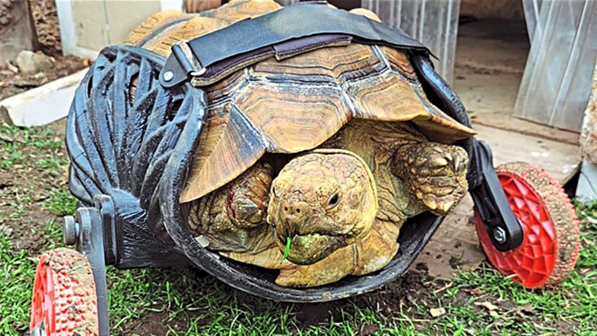 tortoise with prosthesis