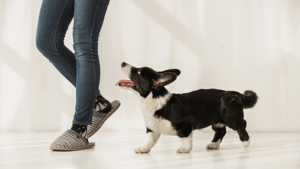 Black and white corgi dog following her owner because she loves her. 