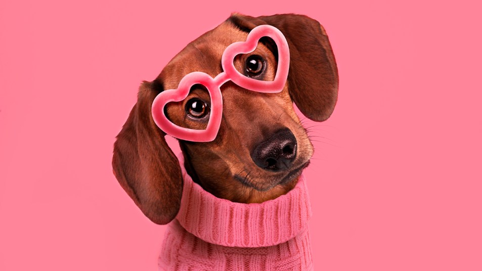 A dachshund wearing heart-shaped glasses looking up lovingly