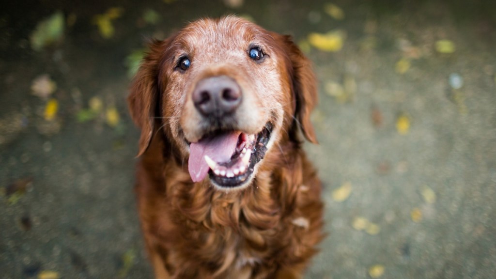 Golden Retriever dog looks with love. 