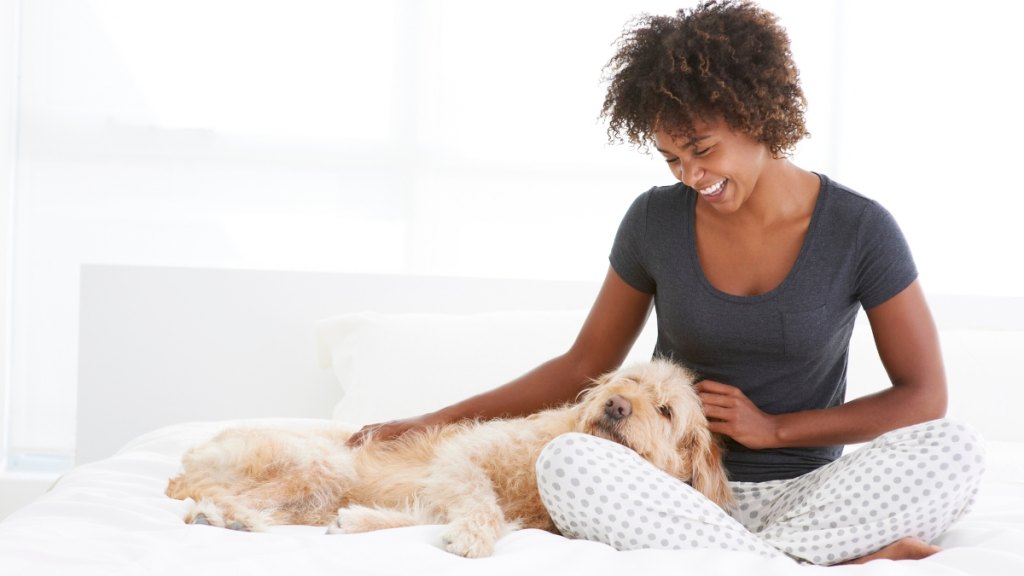 Dog loves human. A blonde dog laying head on woman's lap. 