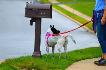 Dog and mailbox