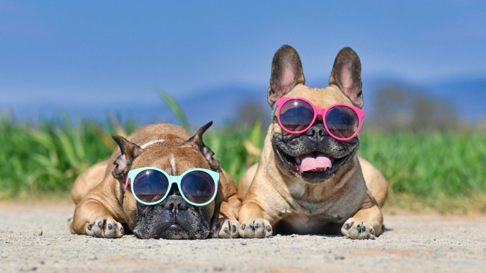 short nosed dogs with sunglasses on, heat exhaustion concept