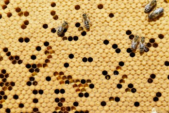 bees and beekeeping for honey
