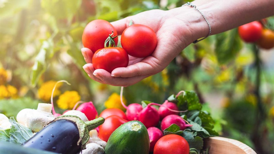 Womans-hands-picking-fresh-tomatoes-to-wooden-crate-with-vegetables
