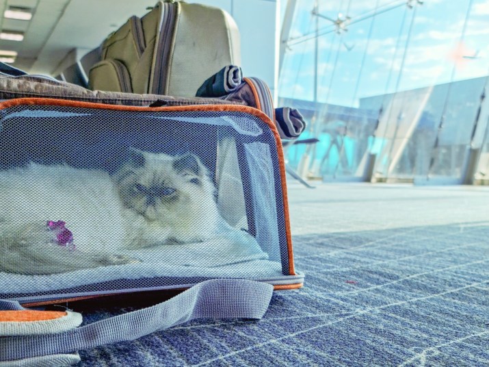 Cat in a carrier at the airport