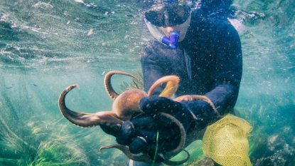 person in a wetsuit and snorkel gear holding an octopus underwater