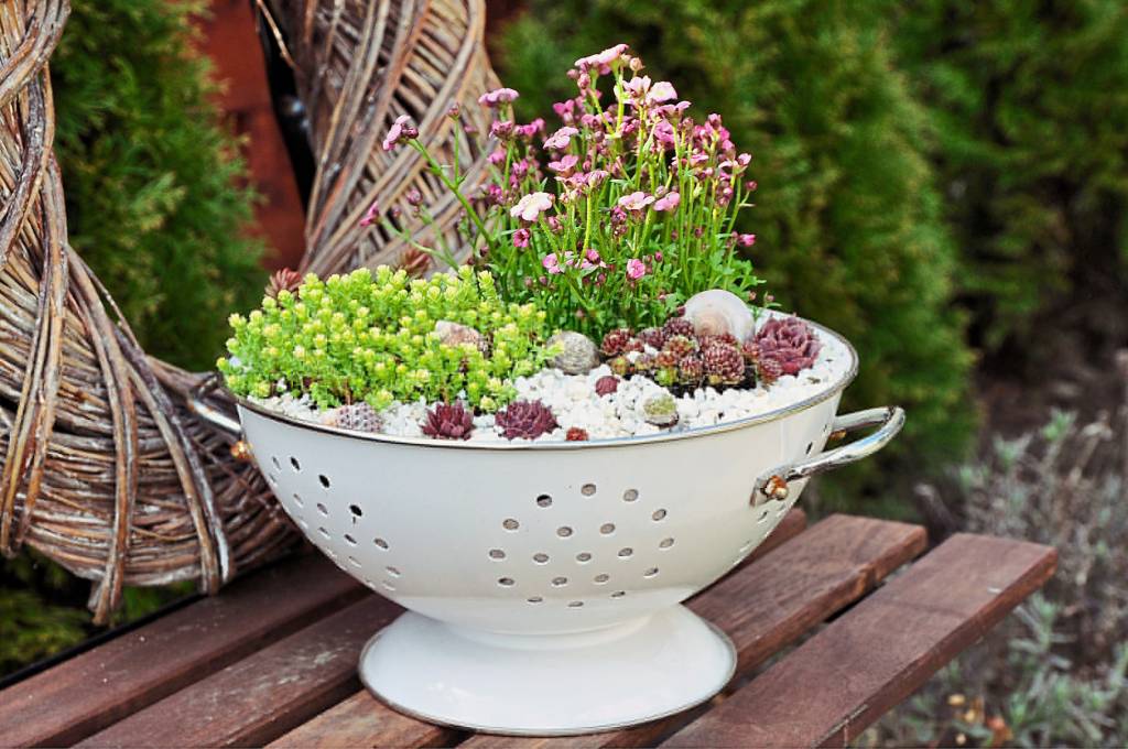 succulent-filled colander