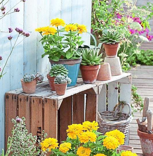 Containers with Zinnia @Canary Bird@, Oregano, Marjoram and Echeveria on the deck