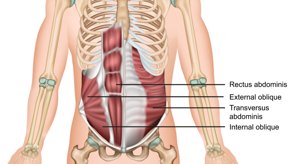 An illustration of ab muscles, which can be toned with workouts, in women