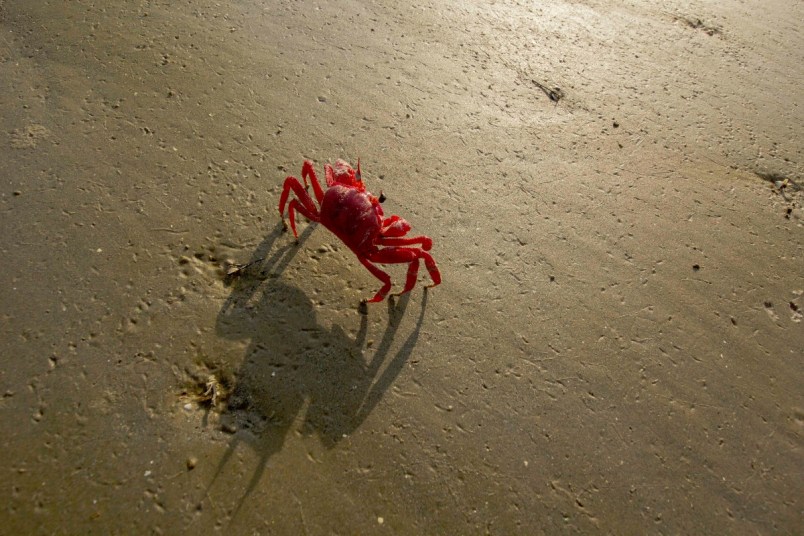 Red crab on the sand