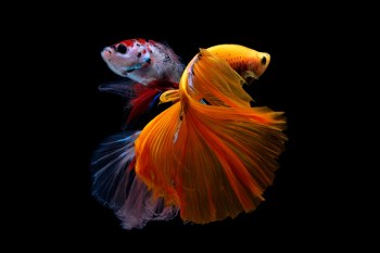 Two betta fish swimming together on a black background