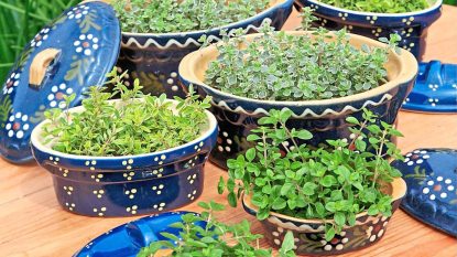herb filled dutch ovens and baking dishes - using secondhand items to make outdoor gardens
