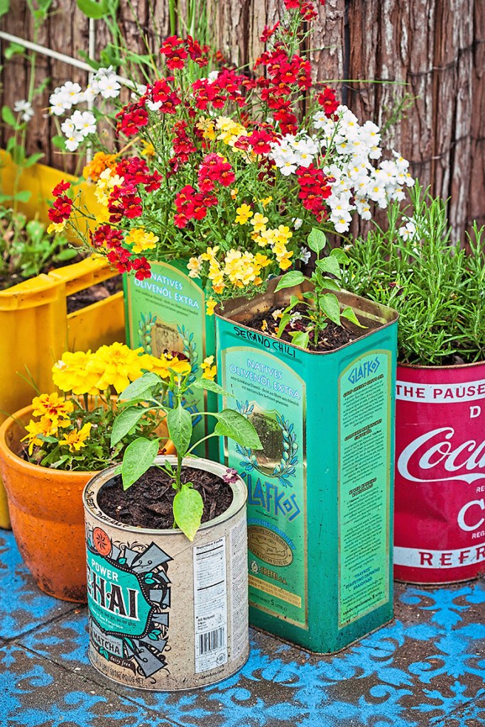 Nemesia, peppers and rosemary growing in tin cans, secondhand items