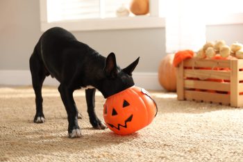 Cute,Black,Dog,With,Halloween,Treat,Bucket,On,Floor,Indoors