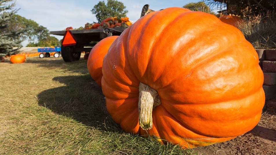 A giant pumpkin sits on the grass at a local produce farm