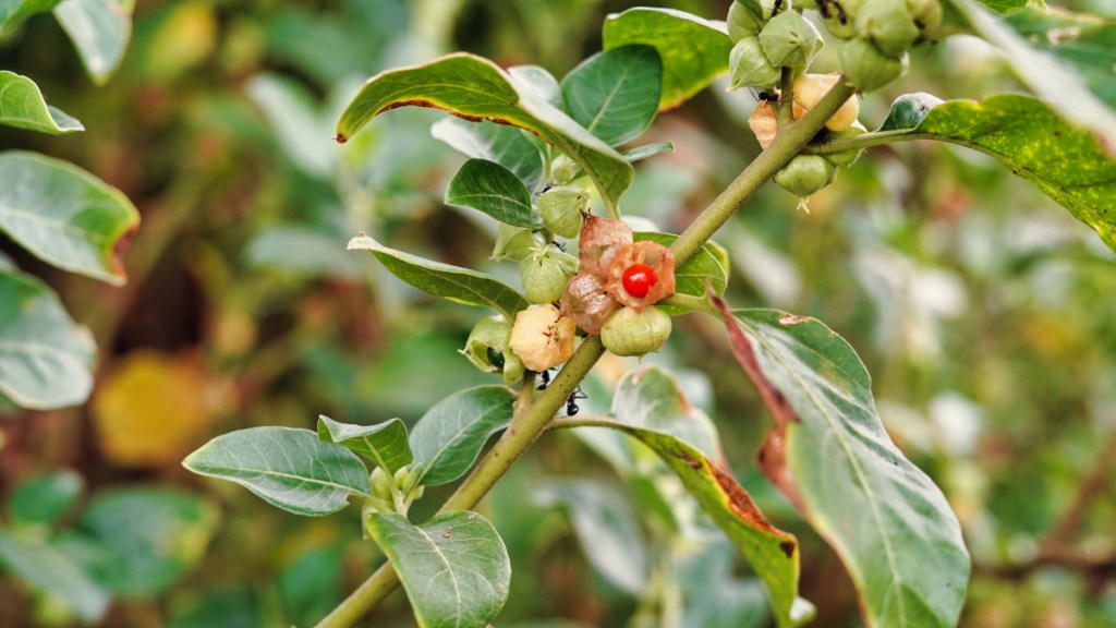 Ashwagandha plant with red berries