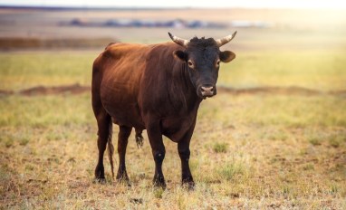 Portrait of a large beautiful bull, brown in color, standing in a field