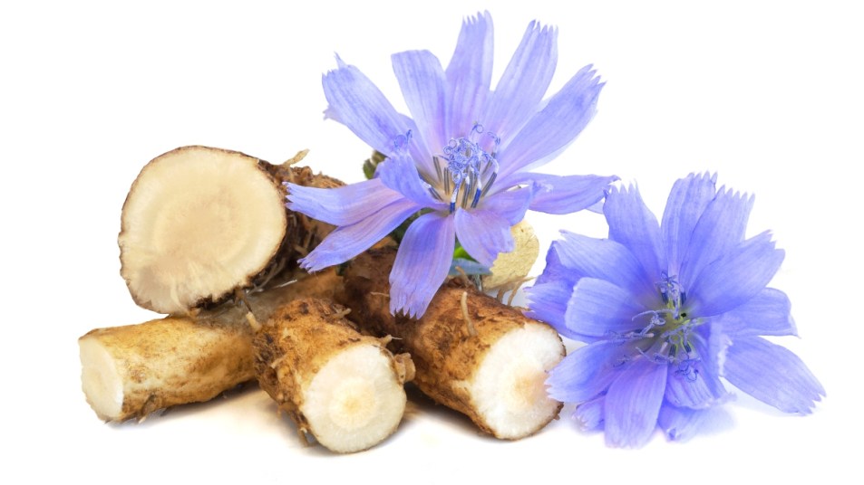chicory root and purple flowers on white background